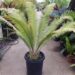 DIOON MEJIAE LUSH AND TROPICAL APPEARING