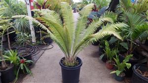 DIOON MEJIAE LUSH AND TROPICAL APPEARING