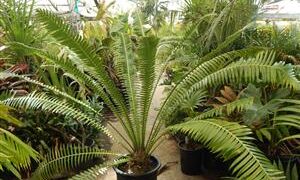 DIOON SPINULOSUM A CUSTOMER FAVORITE CYCAD