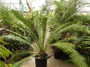 DIOON SPINULOSUM A CUSTOMER FAVORITE CYCAD