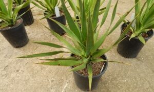 DRACENA DRACO THE DRAGON TREE