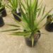 DRACENA DRACO THE DRAGON TREE