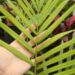 DYPSIS ARENARUM THE SAND PALM