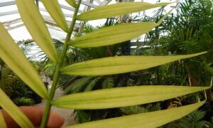 DYPSIS BARONIII DEAL RARE SUCKERING MADAGASCAR PALM
