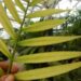 DYPSIS BARONIII DEAL RARE SUCKERING MADAGASCAR PALM
