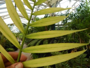 DYPSIS BARONIII DEAL RARE SUCKERING MADAGASCAR PALM