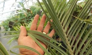 DYPSIS DECARYI THE TRIANGLE PALM