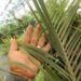 DYPSIS DECARYI THE TRIANGLE PALM