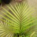 DYPSIS LEPTOCHEILOS THE TEDDY BEAR PALM