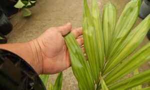 DYPSIS PEMBANA SINGLE TRUNK OR SUCKERING NATIVE TO PEMBA ISLAND