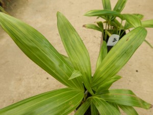 DYPSIS PEMBANA SINGLE TRUNK OR SUCKERING NATIVE TO PEMBA ISLAND
