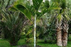 DYPSIS PEMBANA SINGLE TRUNK OR SUCKERING NATIVE TO PEMBA ISLAND
