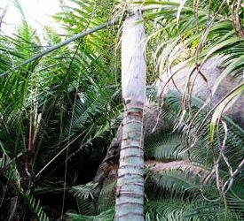 DYPSIS PLUMOSA THIN TRUNK PALM FROM MADAGASCAR