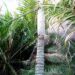DYPSIS PLUMOSA THIN TRUNK PALM FROM MADAGASCAR
