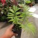 ENCEPHALARTOS AEMULANS GREEN, RARE CYCAD FROM SOUTH AFRICA