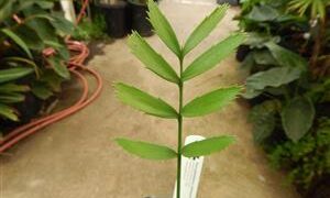 ENCEPHALARTOS ALTENSTEINII LARGER GREEN CYCAD FROM SO AFRICA