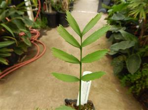 ENCEPHALARTOS ALTENSTEINII LARGER GREEN CYCAD FROM SO AFRICA