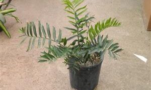 ENCEPHALARTOS ARENARIUS – BLUE VARIETY RARE SOUTH AFRICAN CYCAD