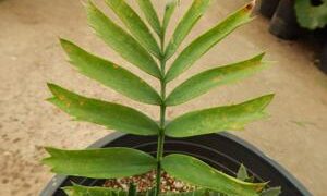 ENCEPHALARTOS ARENARIUS – BLUE & GREEN VARIETIES RARE SOUTH AFRICAN CYCAD