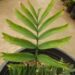 ENCEPHALARTOS ARENARIUS – BLUE & GREEN VARIETIES RARE SOUTH AFRICAN CYCAD