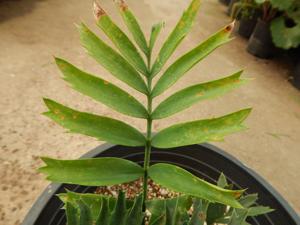 ENCEPHALARTOS ARENARIUS – BLUE & GREEN VARIETIES RARE SOUTH AFRICAN CYCAD