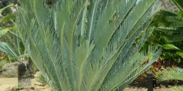 ENCEPHALARTOS DYERIANUS EXTREMELY RARE & HARD TO FIND SOUTH AFRICAN CYCAD