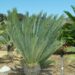 ENCEPHALARTOS DYERIANUS EXTREMELY RARE & HARD TO FIND SOUTH AFRICAN CYCAD