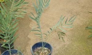 ENCEPHALARTOS EUGENE-MARAISII EXTREMELY ATTRACTIVE BLUE TRANSVAAL CYCAD