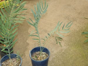 ENCEPHALARTOS EUGENE-MARAISII EXTREMELY ATTRACTIVE BLUE TRANSVAAL CYCAD
