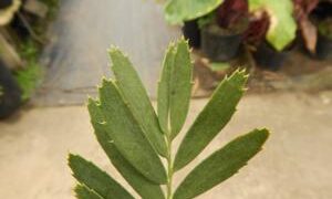 ENCEPHALARTOS EUGENE-MARAISII EXTREMELY ATTRACTIVE BLUE TRANSVAAL CYCAD