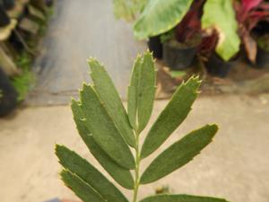 ENCEPHALARTOS EUGENE-MARAISII EXTREMELY ATTRACTIVE BLUE TRANSVAAL CYCAD