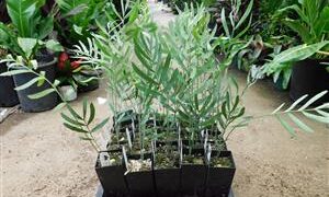 ENCEPHALARTOS EUGENE-MARAISII BLUE SOUTH AFRICAN CYCAD FROM THE TRANSVAAL AREA VERY SOUGHT AFTER BY ENTHUSIAST