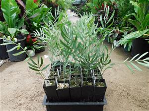 ENCEPHALARTOS EUGENE-MARAISII BLUE SOUTH AFRICAN CYCAD FROM THE TRANSVAAL AREA VERY SOUGHT AFTER BY ENTHUSIAST