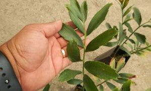 ENCEPHALARTOS FEROX SOUTH AFRICAN CYCAD