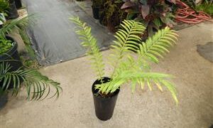 ENCEPHALARTOS HILDEBRANDTII LARGE SIZED GREEN CYCAD