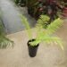 ENCEPHALARTOS HILDEBRANDTII LARGE SIZED GREEN CYCAD