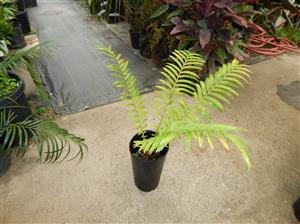 ENCEPHALARTOS HILDEBRANDTII LARGE SIZED GREEN CYCAD