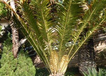 ENCEPHALARTOS HILDEBRANDTII LARGE SIZED GREEN CYCAD