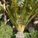 ENCEPHALARTOS HILDEBRANDTII LARGE SIZED GREEN CYCAD