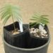 ENCEPHALARTOS INOPINUS UNBELIEABLY DIFFICULT CYCAD TO FIND – THIN FALCATE LEAFLETS