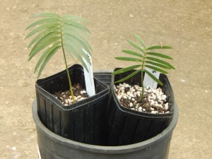 ENCEPHALARTOS INOPINUS UNBELIEABLY DIFFICULT CYCAD TO FIND – THIN FALCATE LEAFLETS