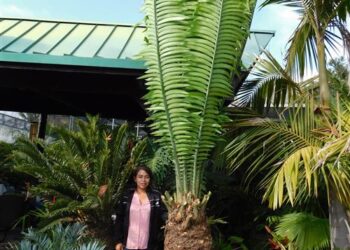 ENCEPHALARTOS KISAMBO EXOTIC CENTRAL AFRICAN CYCAD