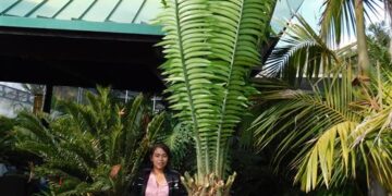 ENCEPHALARTOS KISAMBO EXOTIC CENTRAL AFRICAN CYCAD