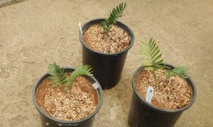 ENCEPHALARTOS LATIFRONS GREEN TO BLUE-GREEN SOUTH AFRICAN CYCAD ONE OF THE MOST RARE CYCADS IN THE WORLD