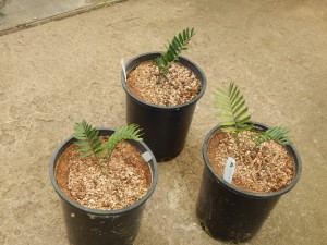 ENCEPHALARTOS LATIFRONS GREEN TO BLUE-GREEN SOUTH AFRICAN CYCAD ONE OF THE MOST RARE CYCADS IN THE WORLD