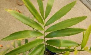 ENCEPHALARTOS LAURENTIANUS THE GIANT KWANGO CYCAD SPECTACULAR CENTRAL AFRICAN CYCAD