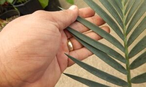 ENCEPHALARTOS LEHMANNII RARE BLUE SOUTH AFRICAN CYCAD FOR FULL COASTAL SUN