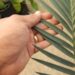 ENCEPHALARTOS LEHMANNII RARE BLUE SOUTH AFRICAN CYCAD FOR FULL COASTAL SUN