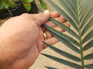 ENCEPHALARTOS LEHMANNII RARE BLUE SOUTH AFRICAN CYCAD FOR FULL COASTAL SUN