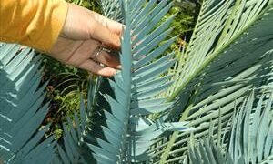 ENCEPHALARTOS LEHMANNII RARE BLUE SOUTH AFRICAN CYCAD FOR FULL COASTAL SUN
